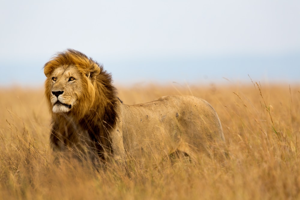 image of a lion on a grassy field