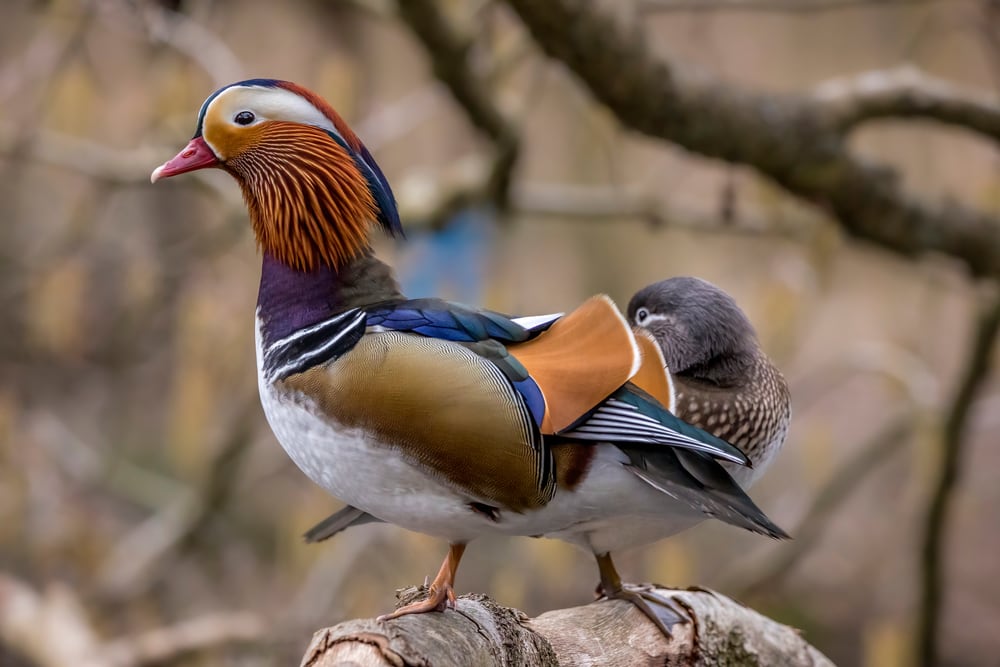 image of a colorful mandarin duck