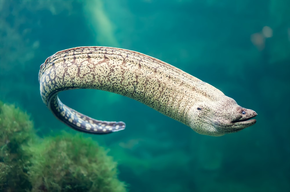 a giant moray eel underwater
