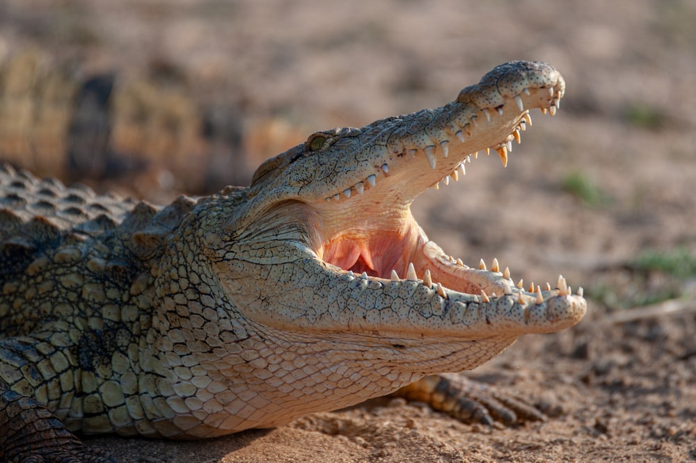 a nile crocodile with its mouth opened