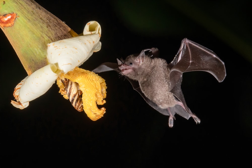 orange nectar bat drinking from a flower