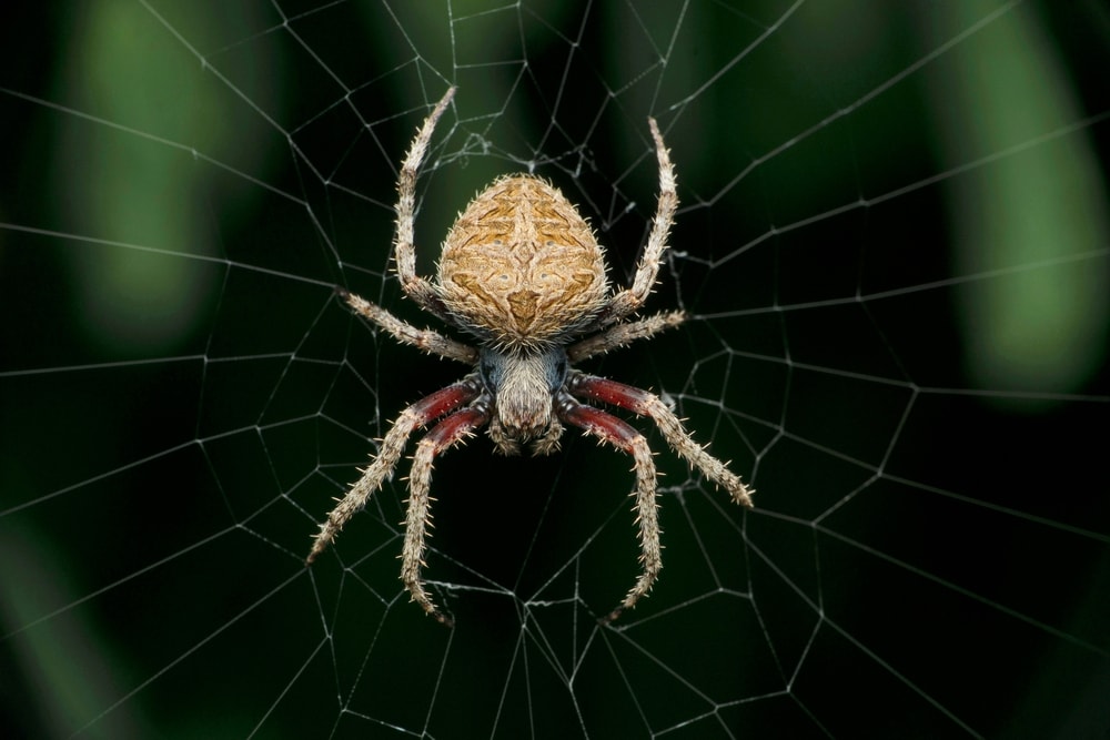 image of a spotted orb weaver on a web