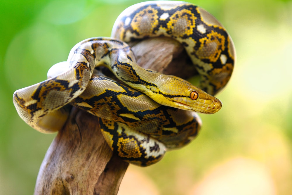 image of a reticulated phyton coiled on a tree branch