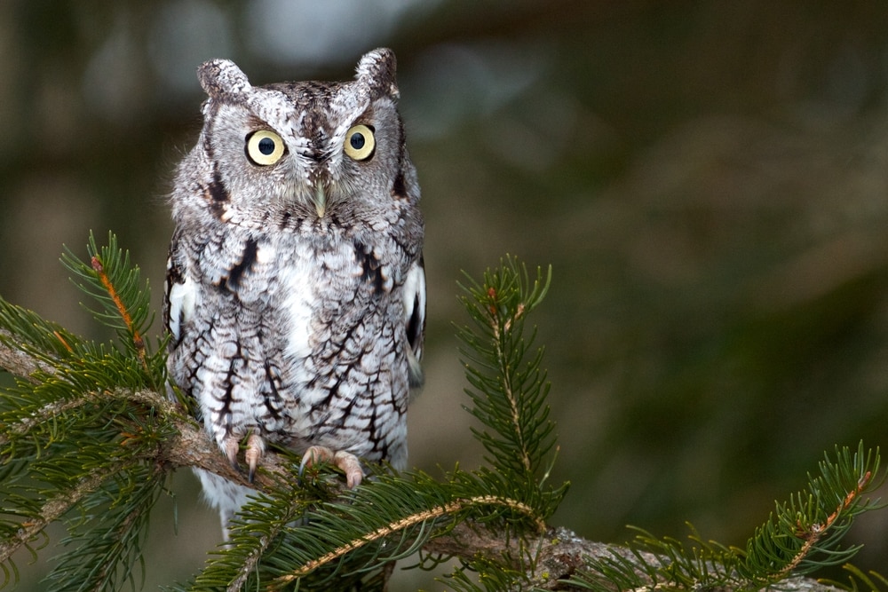 image of a screech owl on a coniferous tree