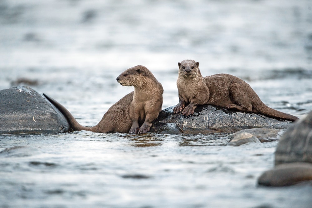 pair of smooth coated otter on a river