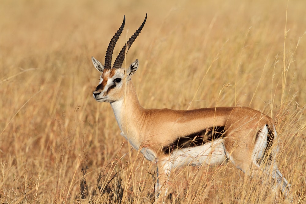 a Thomson's gazelle on a grassy field