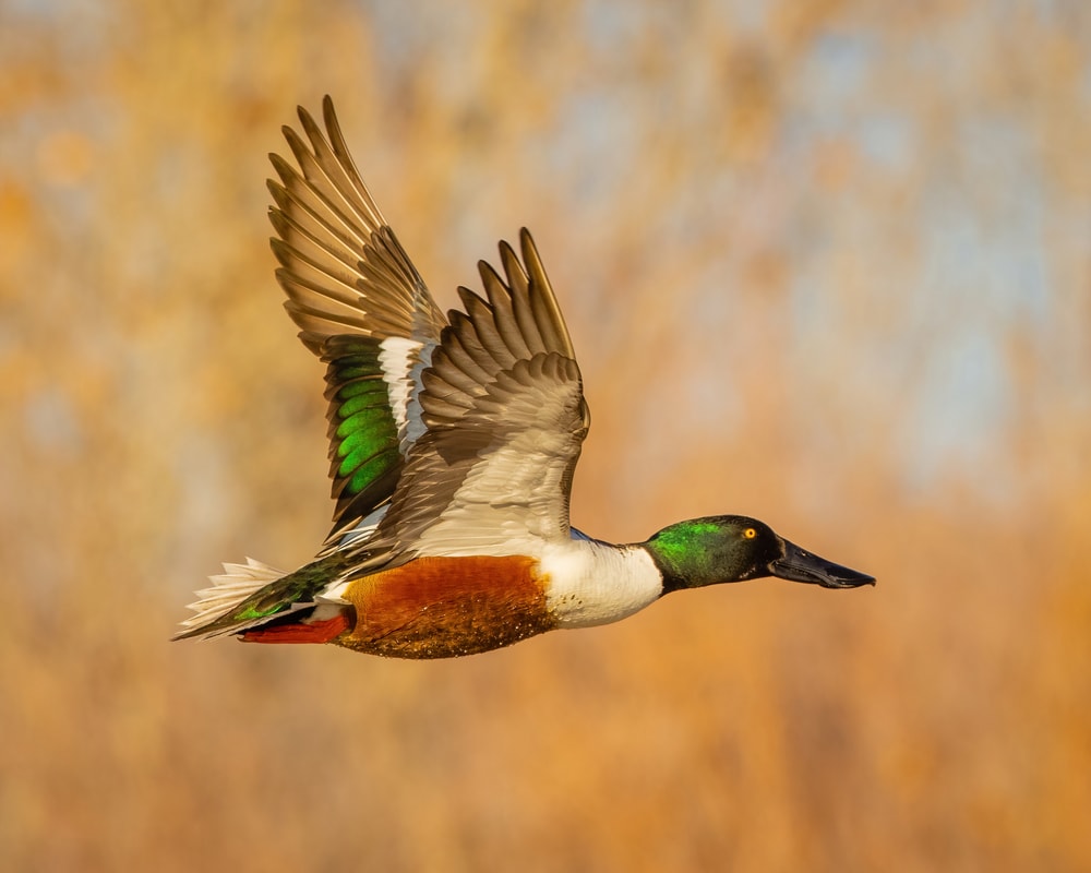 a northern shoveler duck in flight