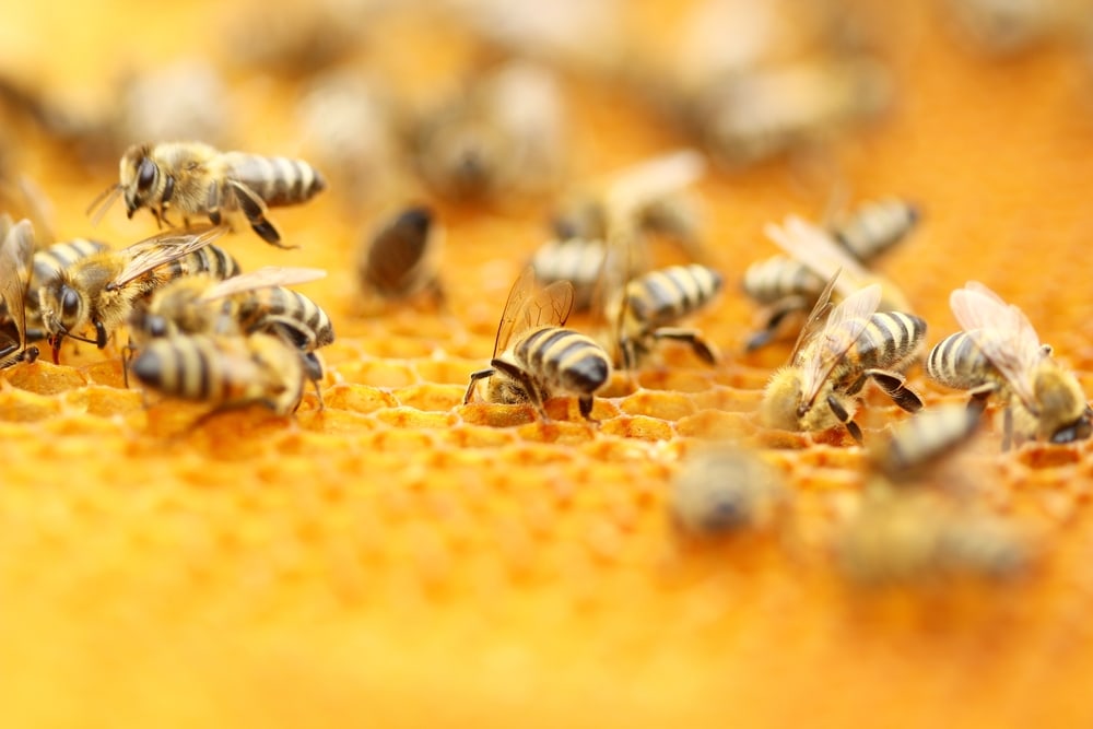 bees working on a honeycomb