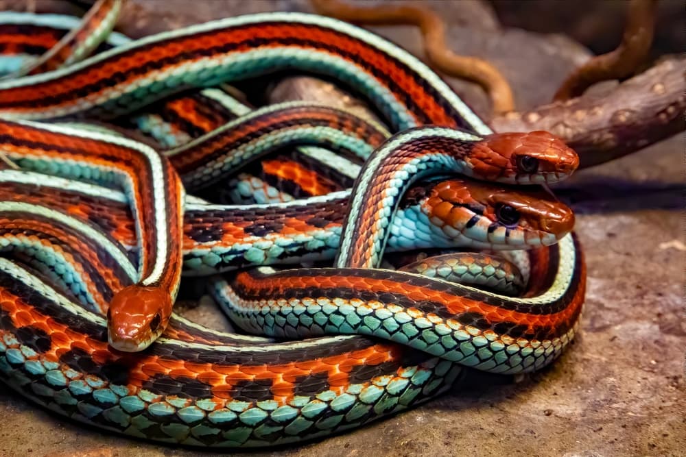 three San Francisco garter snake coiled with each other