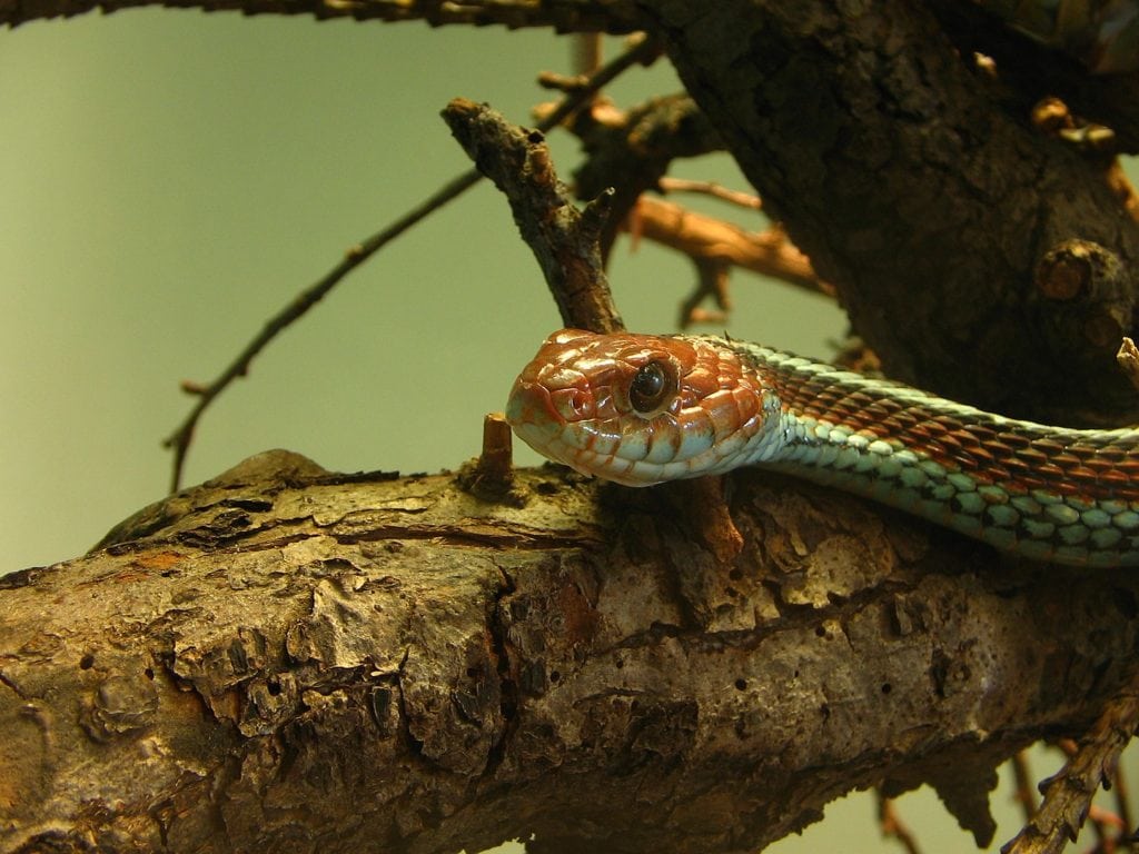 close up image of a San Francisco garter snake's head