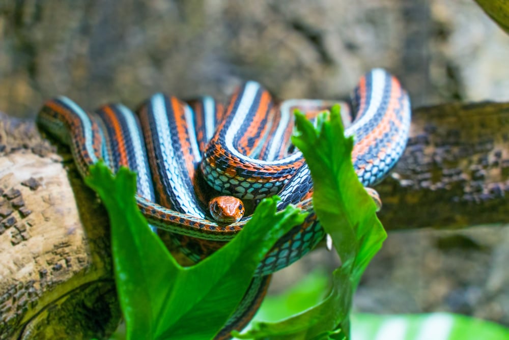image of a San Francisco garter snake coiled on a tree log