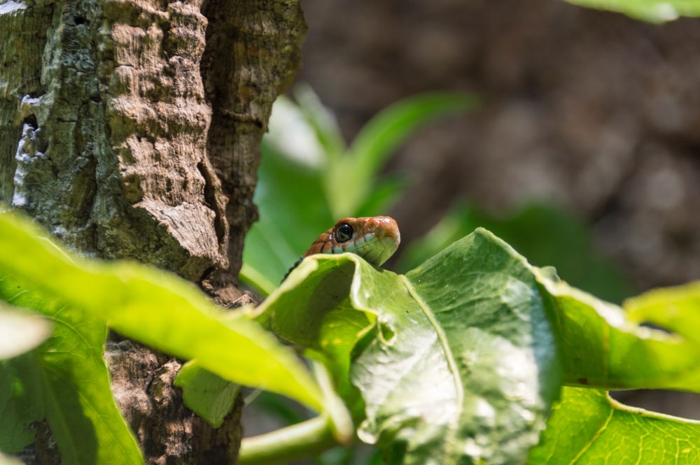 image of a San Francisco garter snake hiding behind leaves