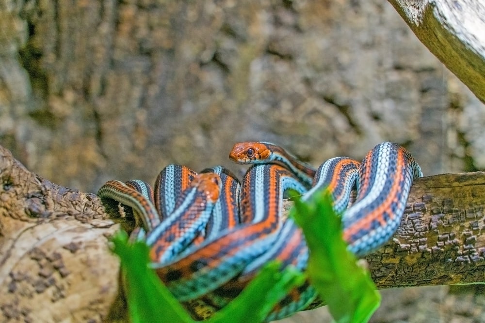 image of a San Francisco garter snake coiled on a tree log