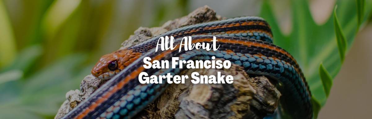 San Francisco garter snake featured image