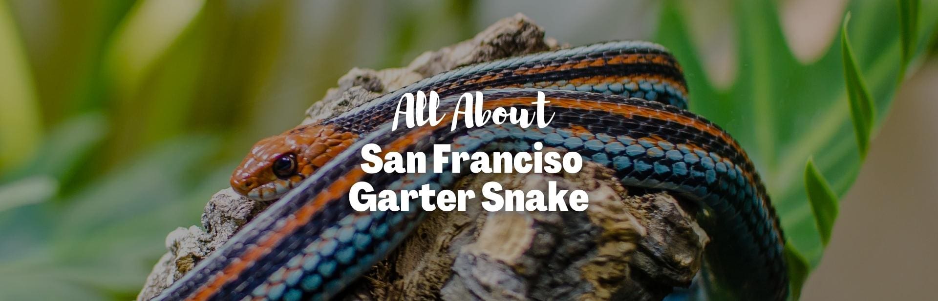 Meet the San Francisco Garter Snake: A Rare and Beautiful Struggle for Survival