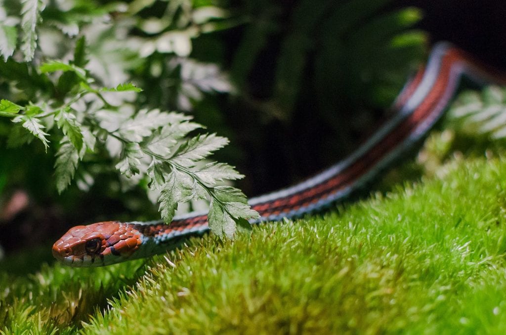 image of a San Francisco garter snake slithering on grass