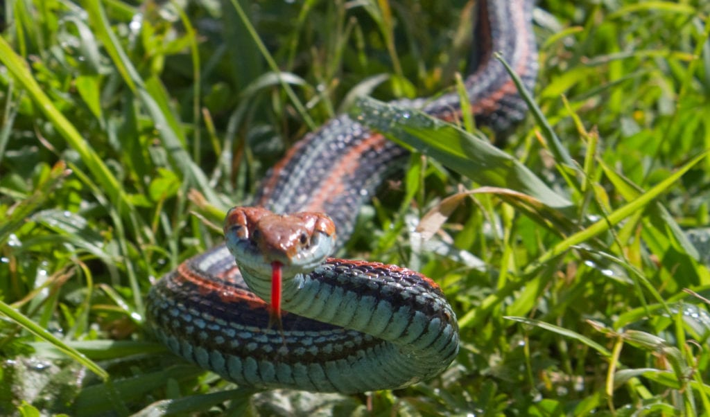 image of San Francisco garter snake slithering on the grass with its tongue out