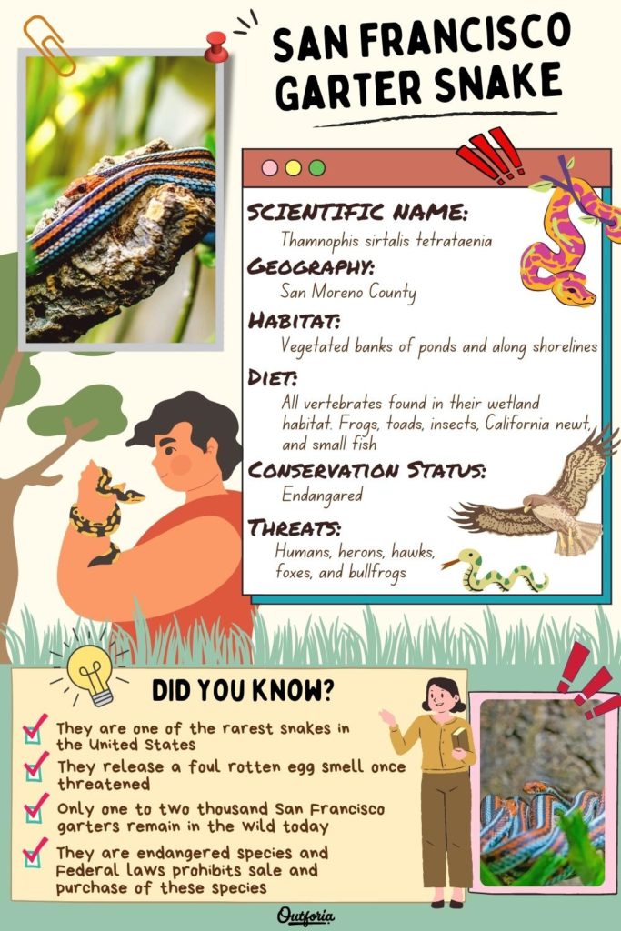 chart about the San Francisco garter snake with images and facts