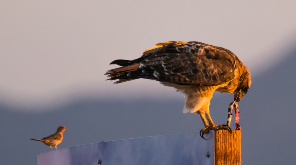 a red-tailed hawk feeding on a snake