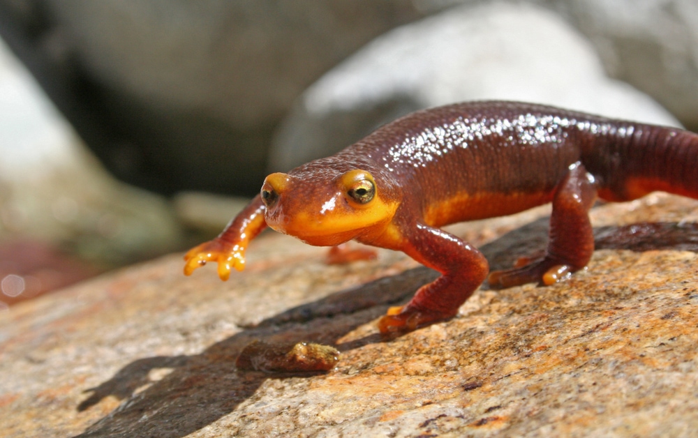 image of a California newt on a rock