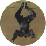 Siamangs: Unraveling the Secrets of Largest Gibbons