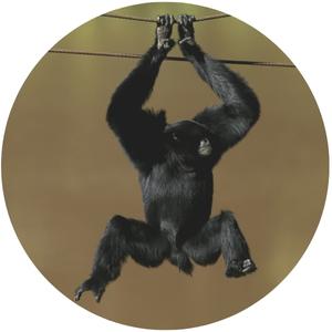 a male siamang hanging on a rope