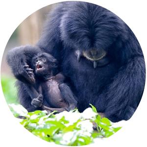 image of a baby siamang lying on its mother