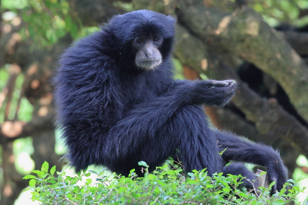 portrait of a siamang in nature