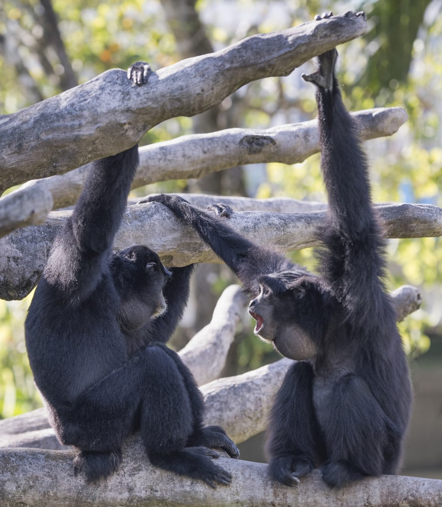 two siamangs on a tree branch 