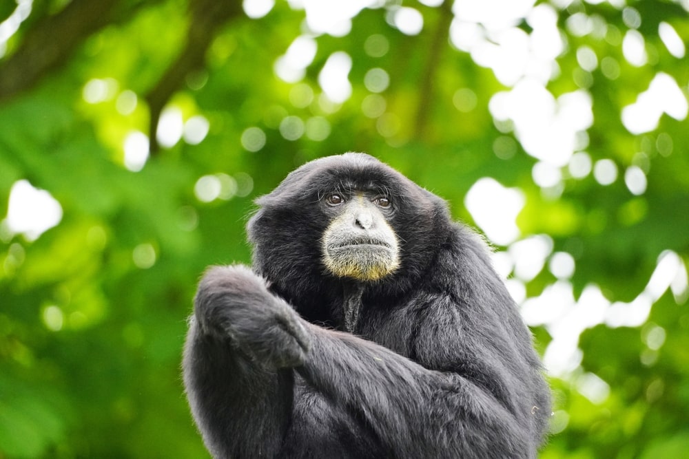 focused and closeup image of a siamang
