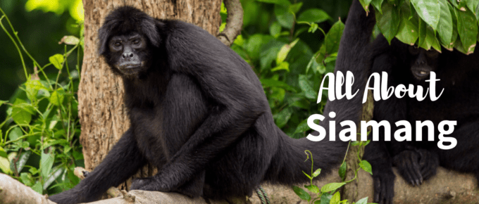 siamang featured image