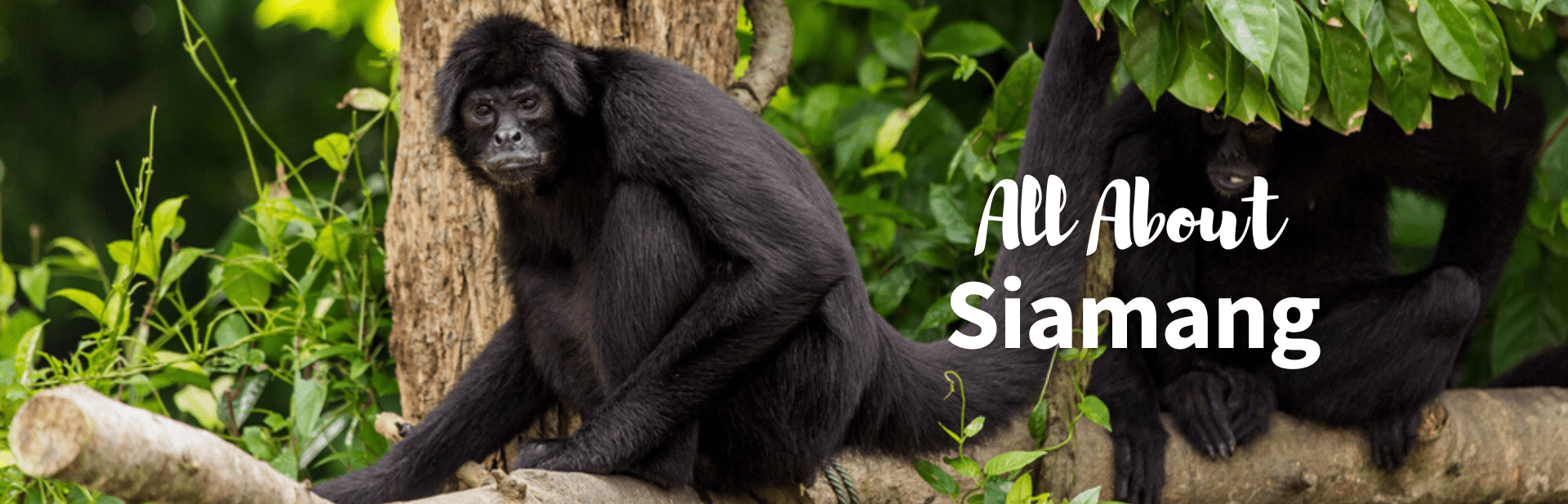 Unlocking the Mystery of Siamangs: Life, Behavior, and Conservation of the Largest Gibbons