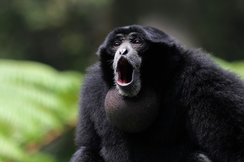 close up portrait of a screaming siamang