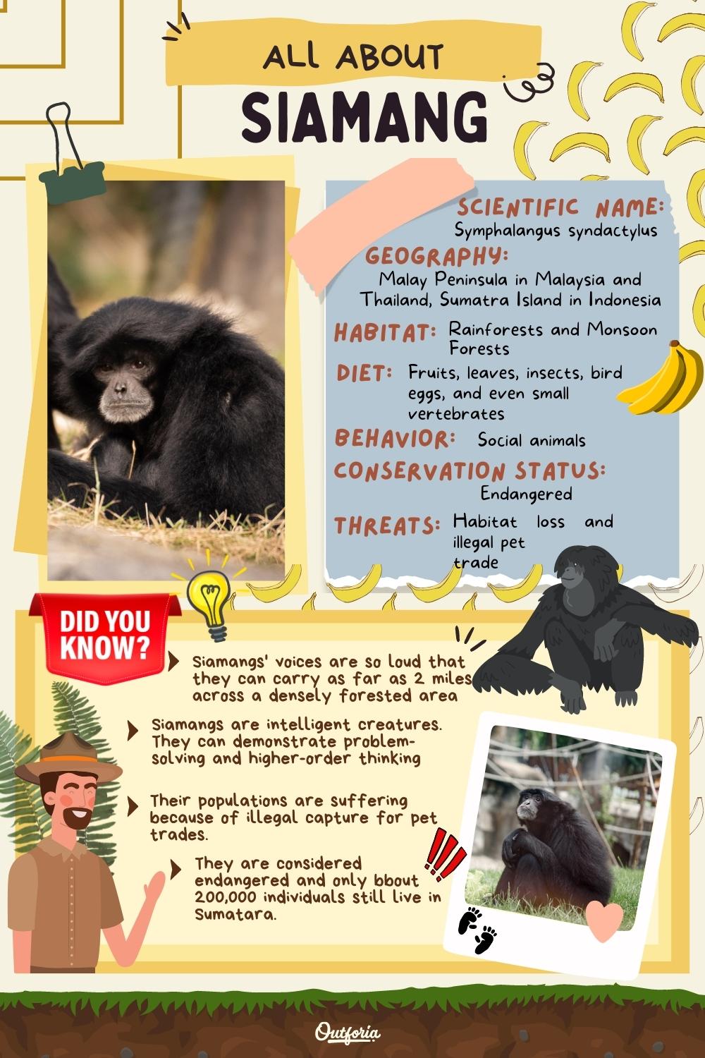 chart about siamangs with images and facts