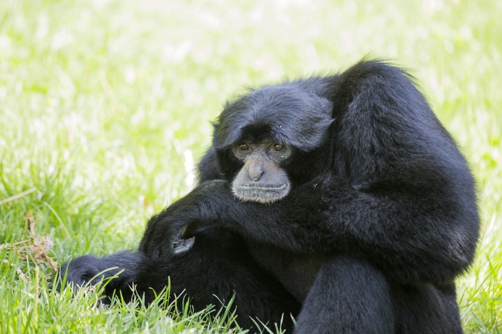 portrait of a siamang sitting on a grass with its hands in its chin