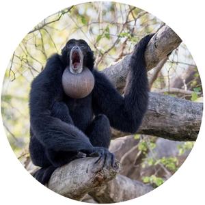 image of a screaming siamang showing its inflatable throat sac