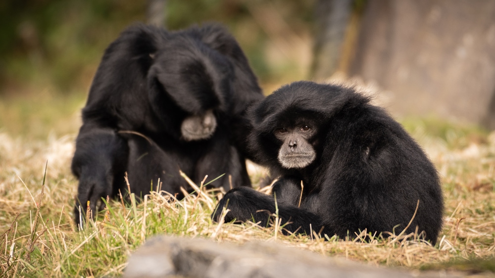 a pair of siamangs apes on the grass