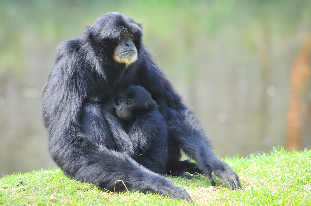 a siamang mother and her baby sitting on the grass
