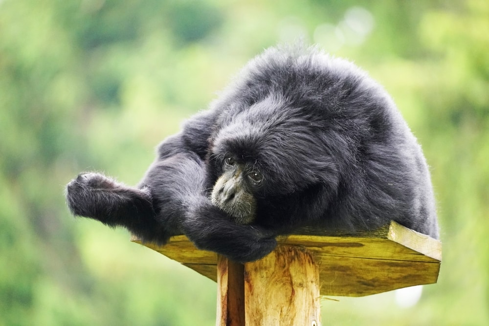 image of a siamang resting and lying on a wooden table