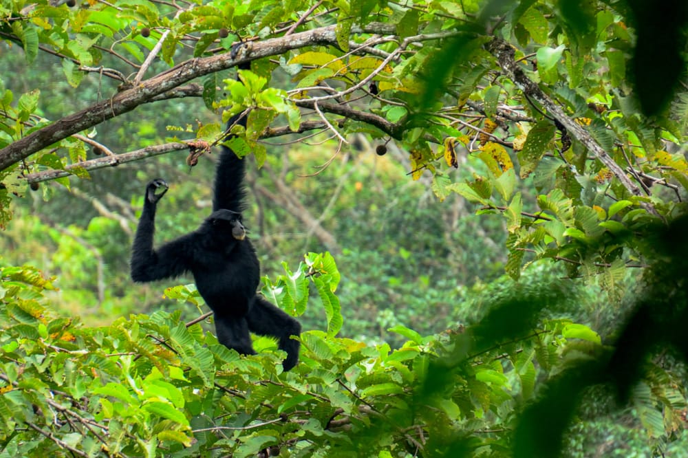 image of a siamang hanging and swinging on a tree