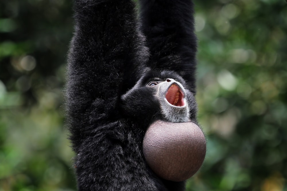 a siamang monkey screaming and showing its throat sac