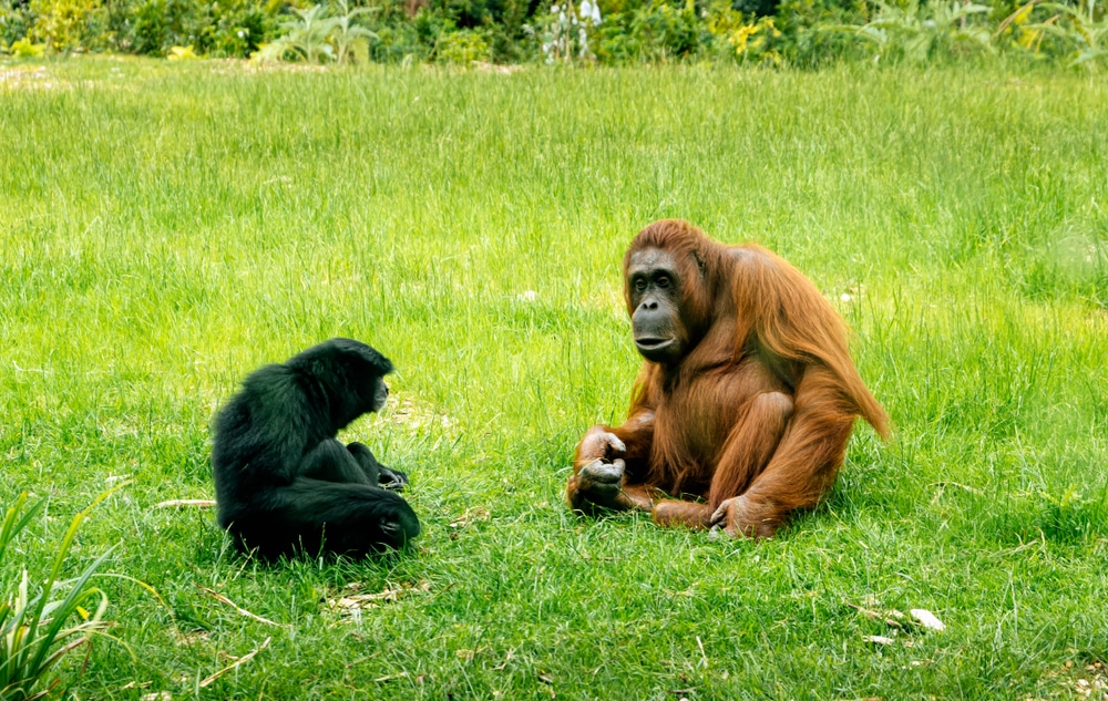 an orangutan and siamang sharing a habitat