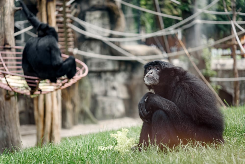 image of  siamang sitting on the grass in a zoo
