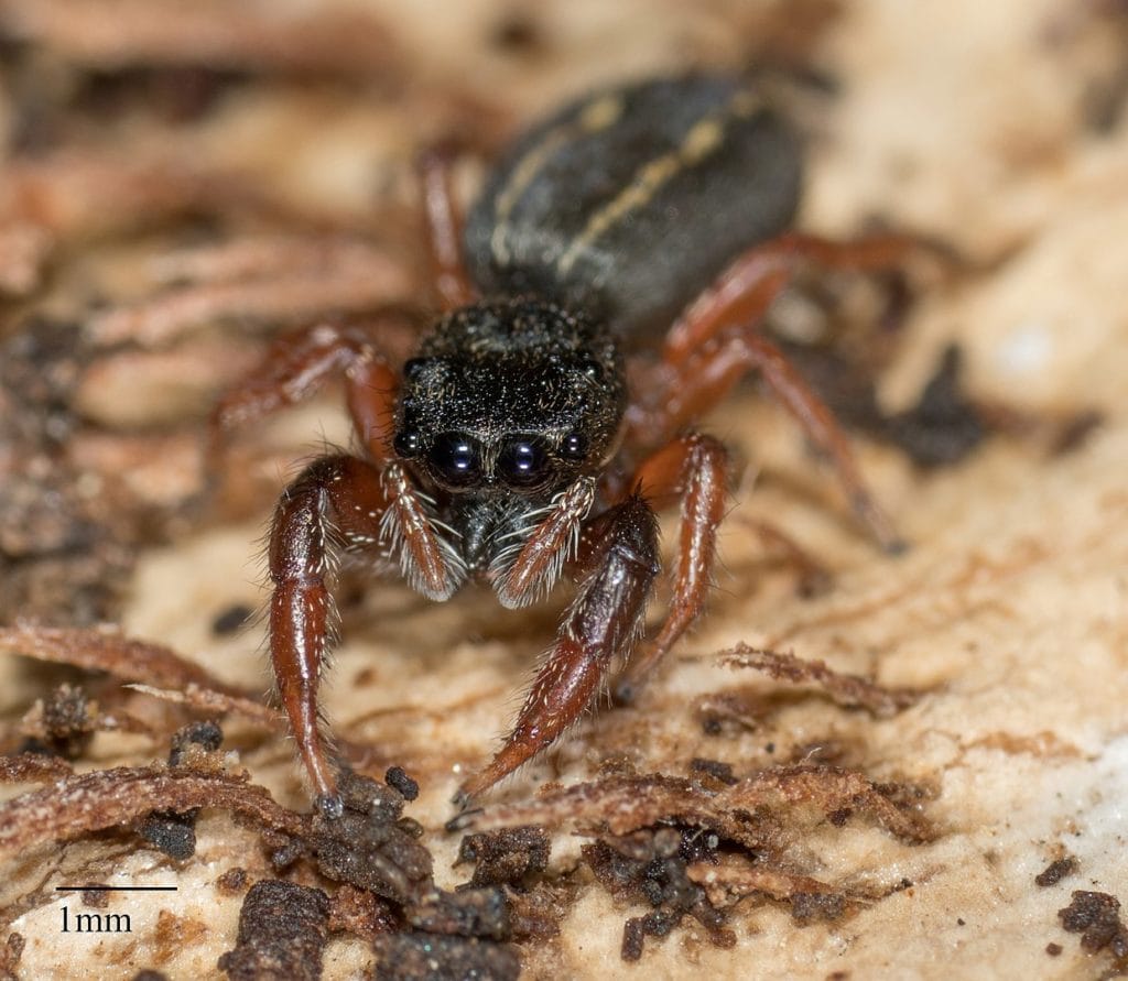 image of a ribbon jumping spider or Metacyrba taeniola