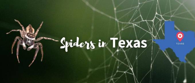 spiders in Texas infographic