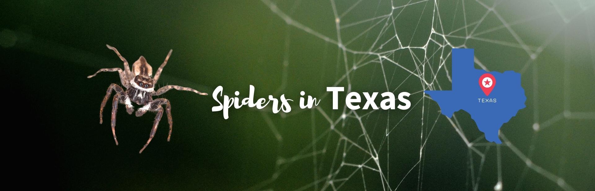 45+ Most Common Spiders in Texas (With Pictures)