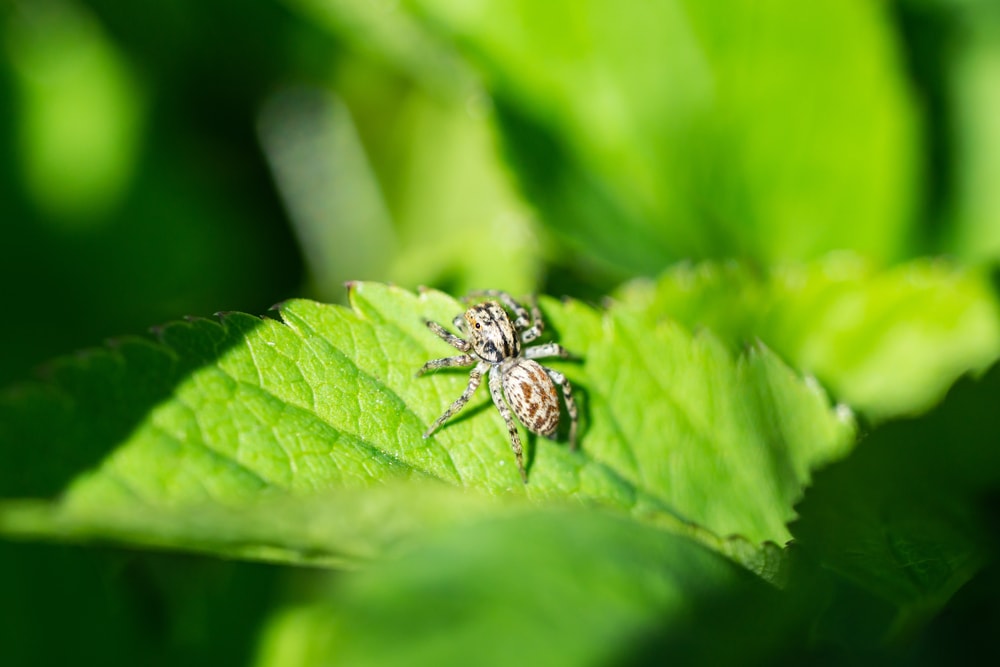 a dimorphic jumping spider on a green leaf