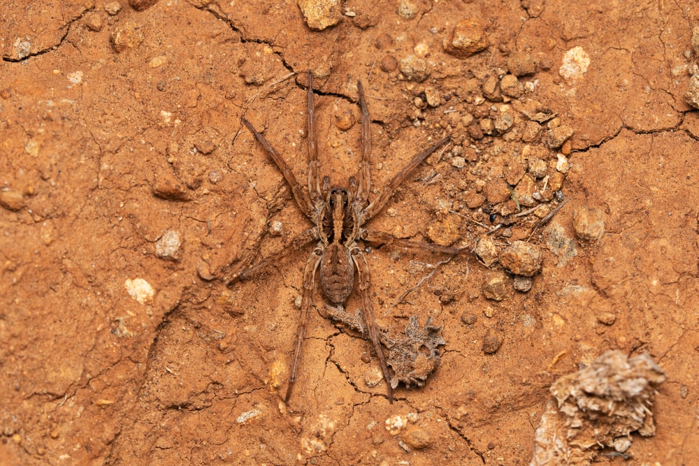 image of a hogna Hogna antelucana camouflaging on dried soil