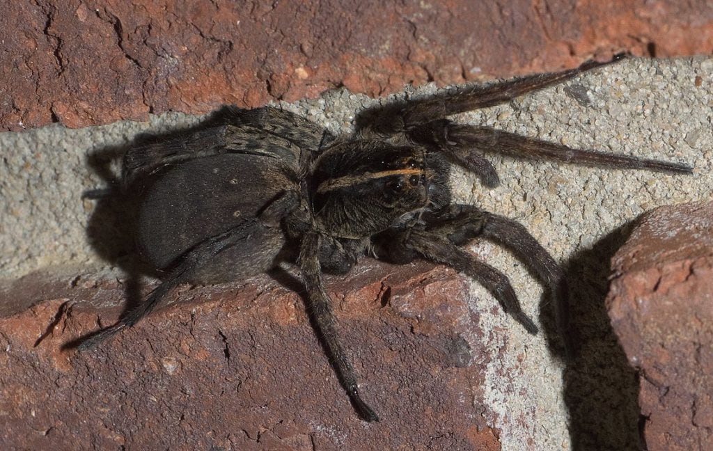 image of a Tigrosa grandis wolf spider