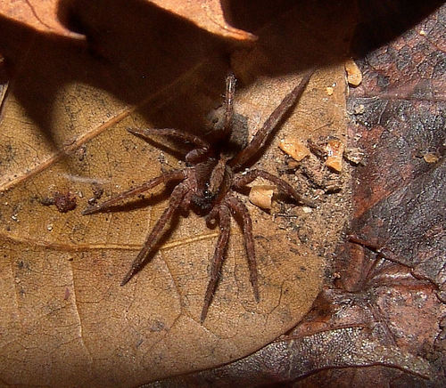 image of a trochosa sepulchralis wolf spider on top of dried leaves